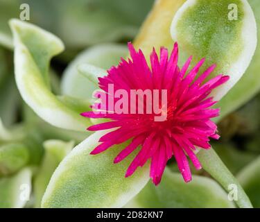 Aptenia Cordifolia, Baby Sun Rose Stockfoto