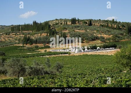 Weißer Friedhof in den grünen Weinbergen von Nemea, Griechenland Stockfoto