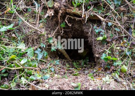 Wendover, Aylesbury Vale, Großbritannien. Oktober 2020. HS2-Auftragnehmer waren heute in Heckenscharten, aber nur um zahlreiche Eingänge zu Dachsniederungen auf einem öffentlichen Fußweg und Felder, die an Land anschliessen, das HS2 nun zwanghaft auf Durham Farm gekauft hat. Einige der Eingänge zu den Dachsniederungen waren vorher verdrahtet. Die Umweltaktivisten gegen HS2 haben ernsthafte Bedenken hinsichtlich der äußerst schädlichen Auswirkungen geäußert, die der Bau der Hochgeschwindigkeitsbahn HS2 von London nach Birmingham auf die Tierwelt hat. Quelle: Maureen McLean/Alamy Live News Stockfoto