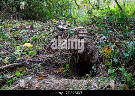 Wendover, Aylesbury Vale, Großbritannien. Oktober 2020. HS2-Auftragnehmer waren heute in Heckenscharten, aber nur um zahlreiche Eingänge zu Dachsniederungen auf einem öffentlichen Fußweg und Felder, die an Land anschliessen, das HS2 nun zwanghaft auf Durham Farm gekauft hat. Einige der Eingänge zu den Dachsniederungen waren vorher verdrahtet. Die Umweltaktivisten gegen HS2 haben ernsthafte Bedenken hinsichtlich der äußerst schädlichen Auswirkungen geäußert, die der Bau der Hochgeschwindigkeitsbahn HS2 von London nach Birmingham auf die Tierwelt hat. Quelle: Maureen McLean/Alamy Live News Stockfoto