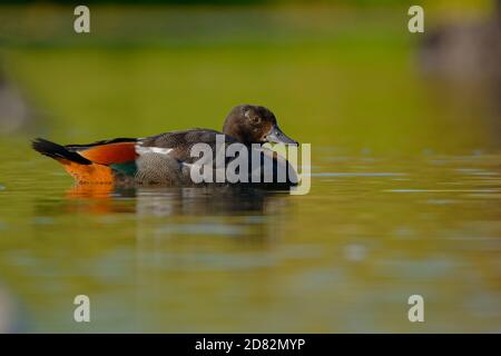 Paradise Shelduck - Tadorna variegata - Putangitangi im Wasser in Neuseeland, große Gänseente endemisch in Neuseeland, Vogel Shelduck Teil Stockfoto