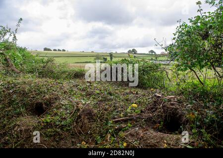 Wendover, Aylesbury Vale, Großbritannien. Oktober 2020. HS2-Auftragnehmer waren heute in Heckenscharten, aber nur um zahlreiche Eingänge zu Dachsniederungen auf einem öffentlichen Fußweg und Felder, die an Land anschliessen, das HS2 nun zwanghaft auf Durham Farm gekauft hat. Einige der Eingänge zu den Dachsniederungen waren vorher verdrahtet. Die Umweltaktivisten gegen HS2 haben ernsthafte Bedenken hinsichtlich der äußerst schädlichen Auswirkungen geäußert, die der Bau der Hochgeschwindigkeitsbahn HS2 von London nach Birmingham auf die Tierwelt hat. Quelle: Maureen McLean/Alamy Live News Stockfoto