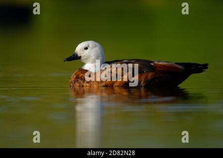 Paradise Shelduck - Tadorna variegata - Putangitangi im Wasser in Neuseeland, große Gänseente endemisch in Neuseeland, Vogel Shelduck Teil Stockfoto