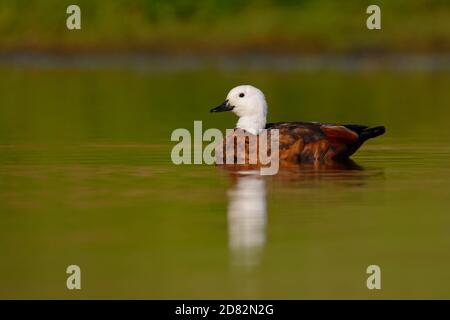 Paradise Shelduck - Tadorna variegata - Putangitangi im Wasser in Neuseeland, große Gänseente endemisch in Neuseeland, Vogel Shelduck Teil Stockfoto