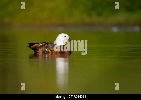 Paradise Shelduck - Tadorna variegata - Putangitangi im Wasser in Neuseeland, große Gänseente endemisch in Neuseeland, Vogel Shelduck Teil Stockfoto