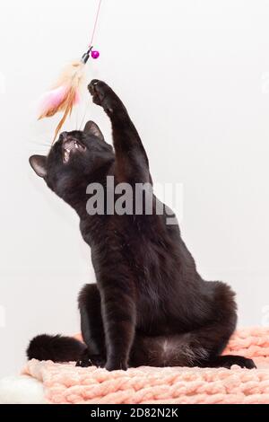 Die schwarze Katze sitzt und spielt mit der Vorderpfote Mit dem Spielzeug Stockfoto