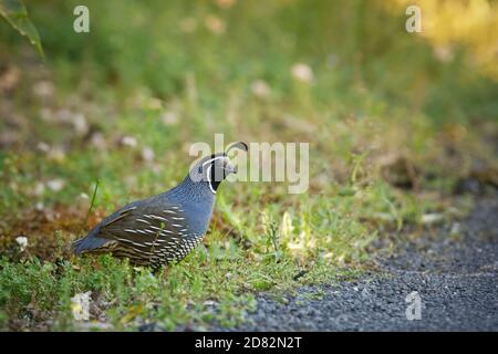 Callipepla californica - Kalifornien Wachtel auf dem Boden mit grünem Hintergrund Stockfoto