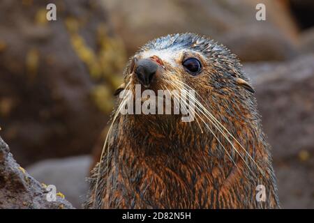 Neuseeland Pelzrobbe - Arctocephalus forsteri - Kekeno liegt am felsigen Strand in der Bucht in Neuseeland. Seelöwen-Porträt. Stockfoto