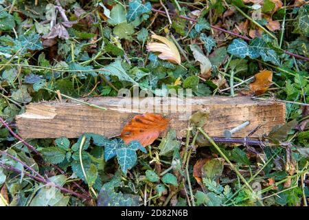 Wendover, Aylesbury Vale, Großbritannien. Oktober 2020. HS2-Auftragnehmer waren heute in Heckenscharten, aber nur um zahlreiche Eingänge zu Dachsniederungen auf einem öffentlichen Fußweg und Felder, die an Land anschliessen, das HS2 nun zwanghaft auf Durham Farm gekauft hat. Einige der Eingänge zu den Dachsniederungen waren vorher verdrahtet. Die Umweltaktivisten gegen HS2 haben ernsthafte Bedenken hinsichtlich der äußerst schädlichen Auswirkungen geäußert, die der Bau der Hochgeschwindigkeitsbahn HS2 von London nach Birmingham auf die Tierwelt hat. Quelle: Maureen McLean/Alamy Live News Stockfoto