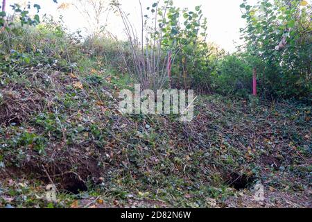 Wendover, Aylesbury Vale, Großbritannien. Oktober 2020. HS2-Auftragnehmer waren heute in Heckenscharten, aber nur um zahlreiche Eingänge zu Dachsniederungen auf einem öffentlichen Fußweg und Felder, die an Land anschliessen, das HS2 nun zwanghaft auf Durham Farm gekauft hat. Einige der Eingänge zu den Dachsniederungen waren vorher verdrahtet. Die Umweltaktivisten gegen HS2 haben ernsthafte Bedenken hinsichtlich der äußerst schädlichen Auswirkungen geäußert, die der Bau der Hochgeschwindigkeitsbahn HS2 von London nach Birmingham auf die Tierwelt hat. Quelle: Maureen McLean/Alamy Live News Stockfoto