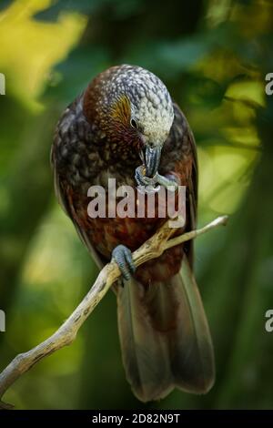 Kaka - Nestor meridionalis - endemischer Sittich, der in den Wäldern Neuseelands lebt. Papagei Nahaufnahme essen Nuss auf einem Zweig mit grünem Hintergrund. Stockfoto