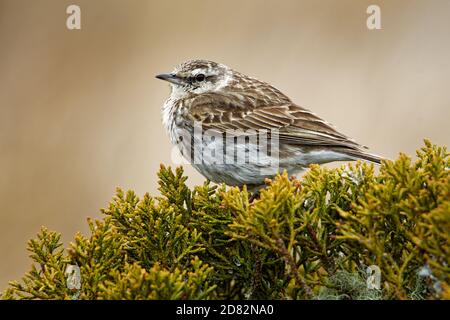 Australasian pipit - Anthus novaeseelandiae kleiner Singvogel aus offenem Land in Australien, Neuseeland und Neuguinea. Es gehört zum Pipit-Gen Stockfoto