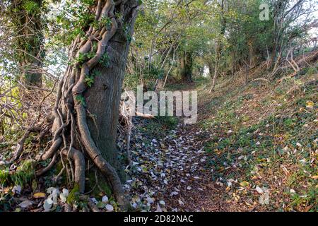 Wendover, Aylesbury Vale, Großbritannien. Oktober 2020. HS2-Auftragnehmer waren heute in Heckenscharten, aber nur um zahlreiche Eingänge zu Dachsniederungen auf einem öffentlichen Fußweg und Felder, die an Land anschliessen, das HS2 nun zwanghaft auf Durham Farm gekauft hat. Einige der Eingänge zu den Dachsniederungen waren vorher verdrahtet. Die Umweltaktivisten gegen HS2 haben ernsthafte Bedenken hinsichtlich der äußerst schädlichen Auswirkungen geäußert, die der Bau der Hochgeschwindigkeitsbahn HS2 von London nach Birmingham auf die Tierwelt hat. Quelle: Maureen McLean/Alamy Live News Stockfoto