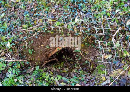 Wendover, Aylesbury Vale, Großbritannien. Oktober 2020. HS2-Auftragnehmer waren heute in Heckenscharten, aber nur um zahlreiche Eingänge zu Dachsniederungen auf einem öffentlichen Fußweg und Felder, die an Land anschliessen, das HS2 nun zwanghaft auf Durham Farm gekauft hat. Einige der Eingänge zu den Dachsniederungen waren vorher verdrahtet. Die Umweltaktivisten gegen HS2 haben ernsthafte Bedenken hinsichtlich der äußerst schädlichen Auswirkungen geäußert, die der Bau der Hochgeschwindigkeitsbahn HS2 von London nach Birmingham auf die Tierwelt hat. Quelle: Maureen McLean/Alamy Live News Stockfoto