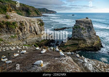 Landschaft Neuseeland - Muriwai Strand mit nistenden Tölpeln in der Kolonie, Sonnenuntergang, weiße Vögel an der felsigen Küste Neuseelands. Stockfoto