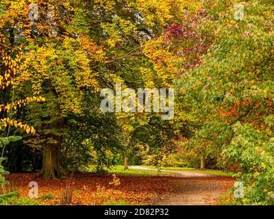 Laubbäume werden gelb und rot mit goldenen, heruntergefallenen Blättern auf dem Boden. Stockfoto