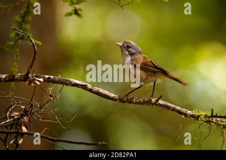 Braun Kriechgang - mohoua Novaeseelandiae - pipipi kleiner Vogel aus Neuseeland, graues Haar und hellen Körper. Stockfoto