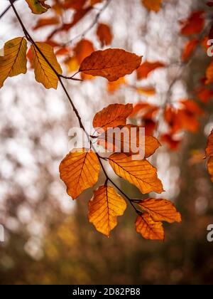 Nahaufnahme von goldenen, hinterleuchteten Buchenbaumblättern im Herbst. Stockfoto