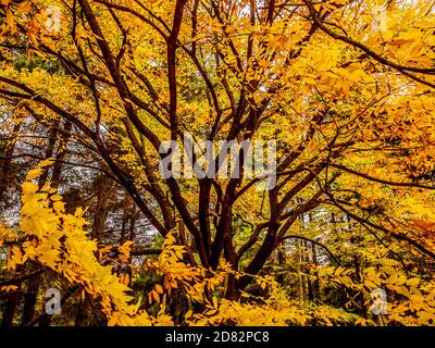 Die goldenen Blätter des Laubbaumes Zelkova serrate im Herbst. Stockfoto