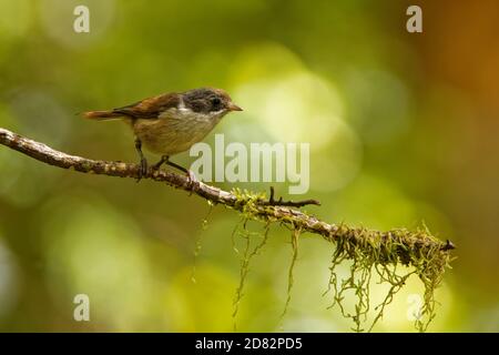 Braun Kriechgang - mohoua Novaeseelandiae - pipipi kleiner Vogel aus Neuseeland, graues Haar und hellen Körper. Stockfoto