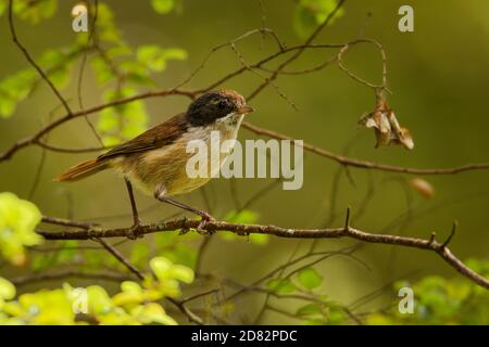 Braun Kriechgang - mohoua Novaeseelandiae - pipipi kleiner Vogel aus Neuseeland, graues Haar und hellen Körper. Stockfoto