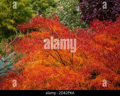 Rote Blätter von Acer palmatum 'dissectum Seiryu' im Herbst. Stockfoto