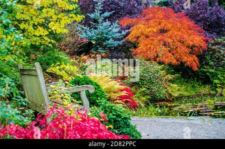 Herbstfarben von immergrünen und Laubbäumen, die in einem britischen Garten wachsen. Stockfoto