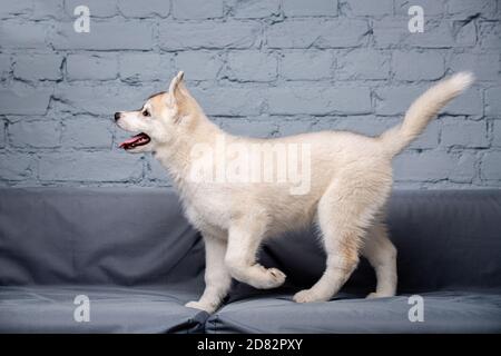 Lustige Welpen Husky Rasse Alter 2.5 Monate helle Farbe auf einem grauen Sofa zu Hause auf einem Backstein Wand Hintergrund. Lächelndes Gesicht von inländischen reinrassigen Hund mit Stockfoto