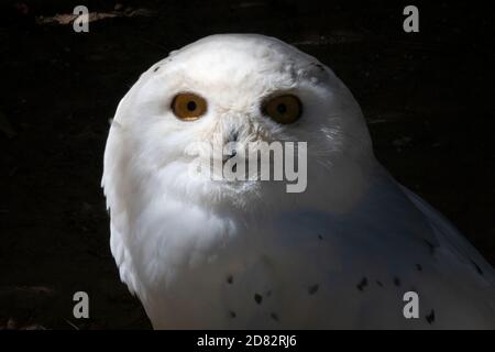 Nahaufnahme einer niedlichen Schneeule auf dem Boden Mit Blick auf die Kamera Stockfoto