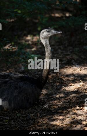 Nahaufnahme einer rhea im Waldschatten, große Ratiten Stockfoto