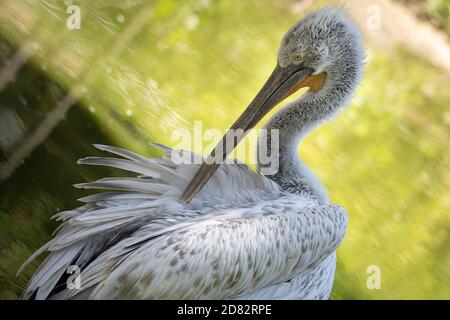 Nahaufnahme auf dalmatinischen Pelikan reinigt seine Federn in einem Sumpf Stockfoto