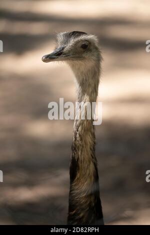 Nahaufnahme auf einem langen Hals eines rhea Gesichts In einem Zoo Stockfoto