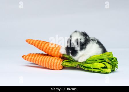 Baby Bunny Sitzend Von Karotten Stockfoto