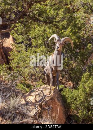 Bighorn RAM, Monument Canyon Trail, Colorado National Monument in der Nähe von Grand Junction, Colorado. Stockfoto