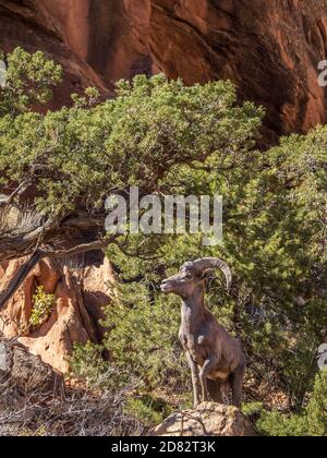 Bighorn RAM, Monument Canyon Trail, Colorado National Monument in der Nähe von Grand Junction, Colorado. Stockfoto