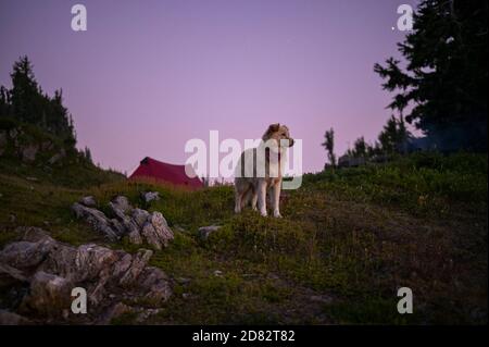 Niedliche flauschige Hund mit lila Himmel in den Bergen Stockfoto