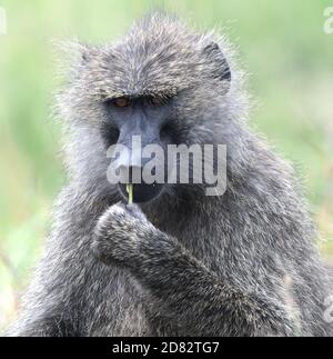 Ein gelber Pavian (Papio cynocephalus) verzehrt einen Pflanzenstamm. Serengeti Nationalpark, Tansania. Stockfoto