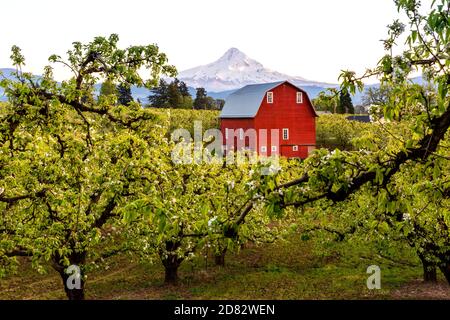 Birnenbäume blühen und Blick auf Barn und Mt Hood von Pear Orchard in Hood River Valley, Oregon-USA Stockfoto