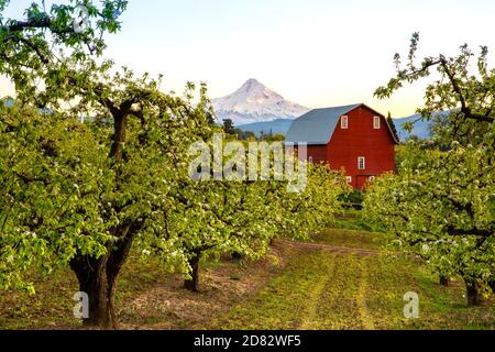 Birnenbäume blühen und Blick auf Barn und Mt Hood von Pear Orchard in Hood River Valley, Oregon-USA Stockfoto