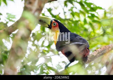 Schöne rote, schwarze und gelbe bunte tropische Vogel auf grüne Vegetation in Serrinha Ecological Reserve, Rio de Janeiro, Brasilien Stockfoto