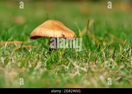 Ein einzelner kleiner brauner Pilz mit einer Spitzenkappe in einem grasbewachsenen Feld. Stockfoto