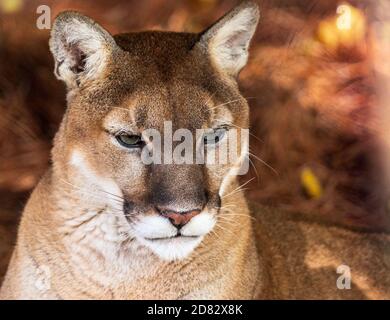 Ein Puma (Puma concolor) genießt das Herbstwetter im WNC Nature Center in Asheville, NC, USA Stockfoto