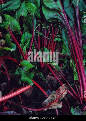 Nahaufnahme der Rote Beete Ernte im Herbst Stockfoto