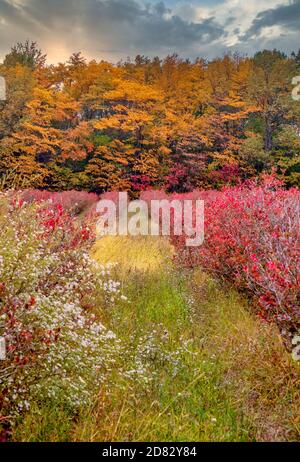 Sturm zieht über eine bunte herbstliche Heidelbeerfarm Stockfoto