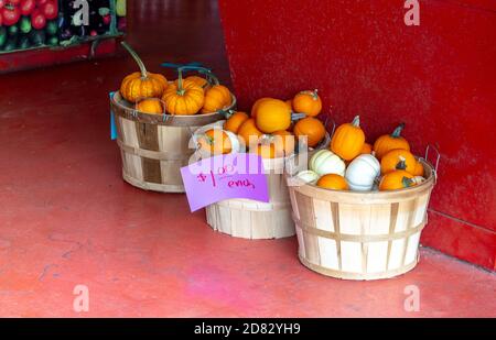 Körbe von Mini-Kürbissen in orange und weiß sind für Verkauf auf diesem Bauernmarkt in Michigan USA Stockfoto