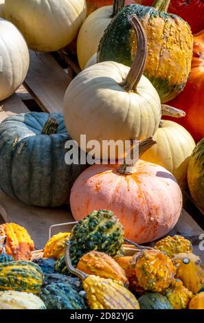 Bunte Vielfalt an Kürbissen und Kürbissen in einem schönen Herbst Anzeigen Stockfoto