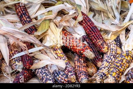 Stapel von bunten indischen Mais für Herbst Dekoration Stockfoto