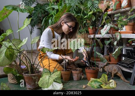 Fokussierte Frau Gärtner in Gläsern tragen Overalls sitzen, schneiden trocken verwelkten Caladium Zimmerpflanze, nehmen Routinepflege, mit Scheren. Hobby, Home gard Stockfoto