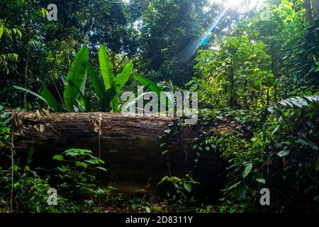 Gefallener Baum im Regenwald Stockfoto