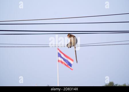 Affe sitzt auf elektrischen Drähten in thailand Stockfoto